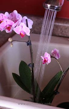 Как правильно поливать орхидеи