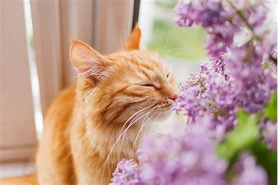 Как защитить цветы от кота