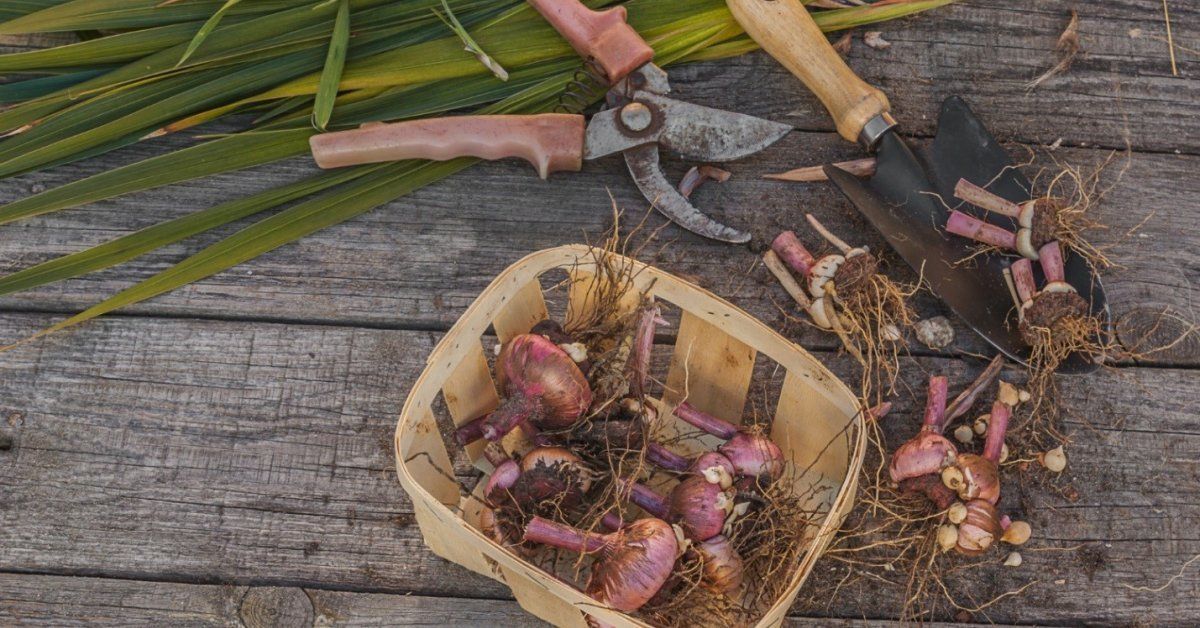Как хранить луковицы гладиолусов в домашних условиях