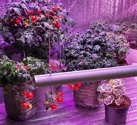 Фитолампы для декоративных растений и домашних цветов