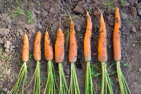 Как хранить морковь правильно в домашних условиях