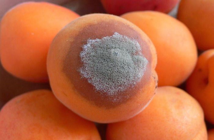 Как хранить абрикосы в домашних условиях