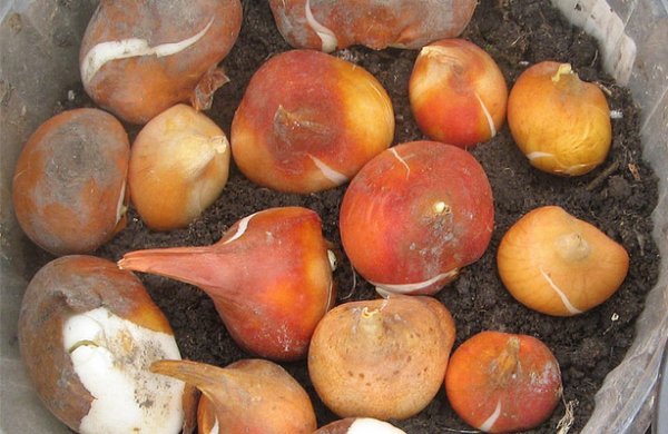 Как хранить луковицы тюльпанов в домашних условиях