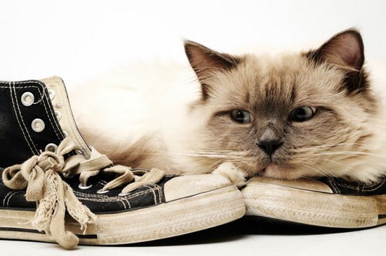 Кот не будет покушаться на обувь, если его лоток всегда будет чистым