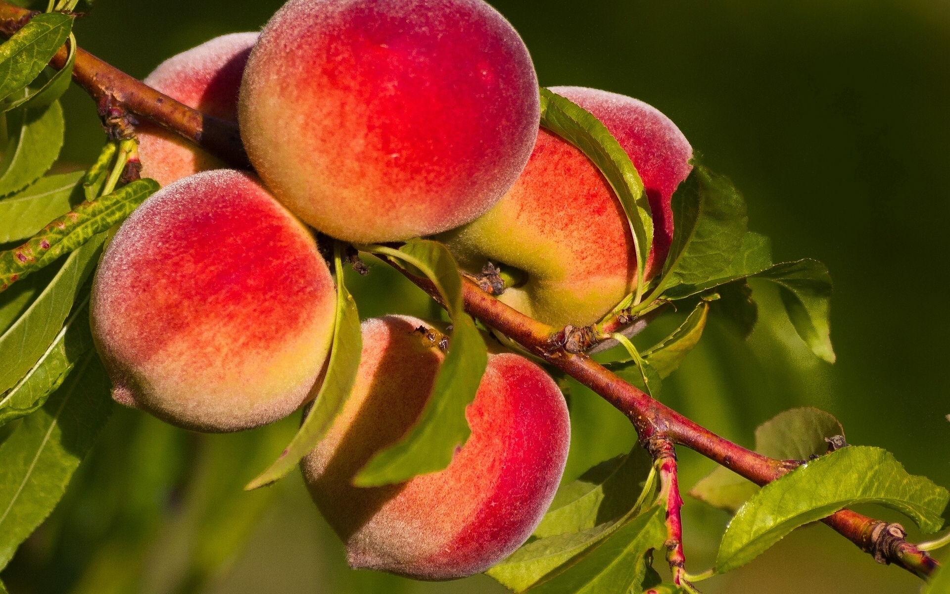 Как хранить персики правильно в домашних условиях