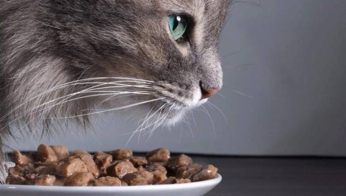 Как хранить сухой корм для кошек после вскрытия